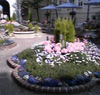 ホテルの中庭。真ん中のピンクはなんと紫陽花